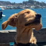 Elmo Brock F. - @elmo_thegoldenpup - Instagram