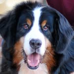 Elmo Christensen - @elmothebernesemtndog - Instagram