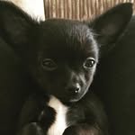 elmo ward - @elmo_ward_2017 - Instagram