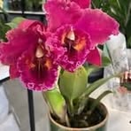 Elvira Grosch - Facebook