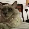 Nora Hendrix - @nora.hendrix_lovescats - TikTok