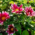 Elvira Lynch - Facebook