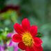 Elnora Ross - Facebook