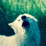 Eloisa Ochoa - @luna_loves_wolf11 - Instagram
