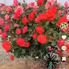 Eloisa Ramirez608 - @eloisaramirez34 - TikTok