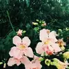 allardeloise439 - @allardeloise439 - TikTok