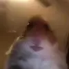 eloise_x - @eloiseboyd_x - TikTok