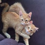 Eloise and Hamilton - @elleandham - Instagram