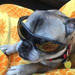 Eloise Hunter - @puggie.the.pug - Instagram