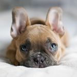 Eloise King🐷 - @elliebellyfrenchie - Instagram
