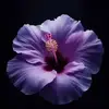 Eloiseelolay - @eloise.spot - TikTok