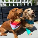 Eloise & Leonard - @doxies_lennyandlou - Instagram