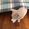 Elouise Lloyd - @elouise.lloyd - TikTok