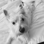 Eloise Mackenzie Carne - @kenzie.the.westie - Instagram