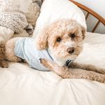 Eloise Hillary McCarthy 🐾 - @eloise_queenofeverything - Instagram