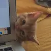 Eloise - @eloise_mccormick - TikTok