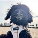 Sandie Eloise Monroe 🐾 - @shecallsmepepper - Instagram