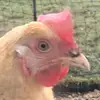Eloise Nelson - @eloisenelson1 - TikTok