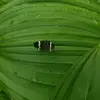 EloiseQueen - @brissxwxlkt - TikTok