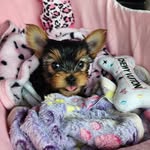Eloise - @teacup.eloise.yorkie - Instagram