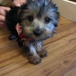 Eloise the Yorkie - @yorkieeloise - Instagram