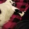 elora - @elora.chapman - TikTok