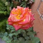 Elpidia Gonzalez - @gonzalez.elpidia - Instagram