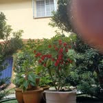 Elpidio Barrera - @elpidio.barrera - Instagram