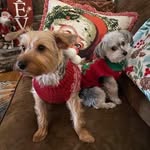 Bella Roo and Elroy Theodore - @bellaandelroymajors - Instagram