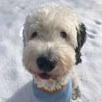 ✰ 𝔼𝕝𝕣𝕠𝕪 𝔾𝕖𝕠𝕣𝕘𝕖 ✰ - @elroy_sheepadoodle - Instagram