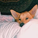 elroy george kennedy - @elbowthepup - Instagram