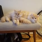 George & Elroy Persian Kittens - @georgeandelroy_kitties - Instagram