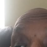 Elroy Harris - @elroyharris57 - Instagram