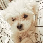Scoobs Elroy Howard - @scoobsandco - Instagram