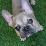 Elroy Jetson 🚀🤖 - @elroythefrenchbulldog - Instagram