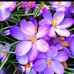 ElRosa Webb - Facebook