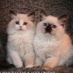 Gorgeous Elsa & Albert💕 - @gorgeous_elsa_and_albert - Instagram