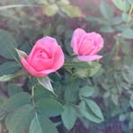 Elsa Almeida - Facebook