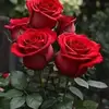 Elsa Barrientos - @elsa.barrientos994 - TikTok