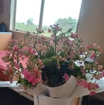 Elsie Burton - Facebook