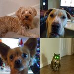 Chase - @elsachasebellecuddlesg - Instagram