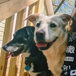 Elsa & Chase - @elsa_and_chase - Instagram