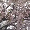 Elsa Chung - @elsa.chung - TikTok