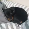 @clifford_elsalchicha - @clifford_elsalchicha - TikTok