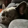 Elsa Coelho - @frenchienicoporkchop - TikTok