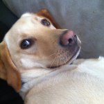 Elsa Coffey 💗💗 - @elsathedoggy - Instagram