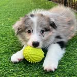 @elsa.collie - Instagram