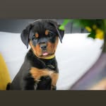 Elsa Collier - @diamond_haus_rottweilers - Instagram