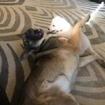 Bear, Elsa , Conrad, Bolt - @metertriciavan - Instagram