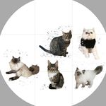Pixie, Polly, Conrad, Elsa & Nala. - @pixiepollyconradelsanala - Instagram